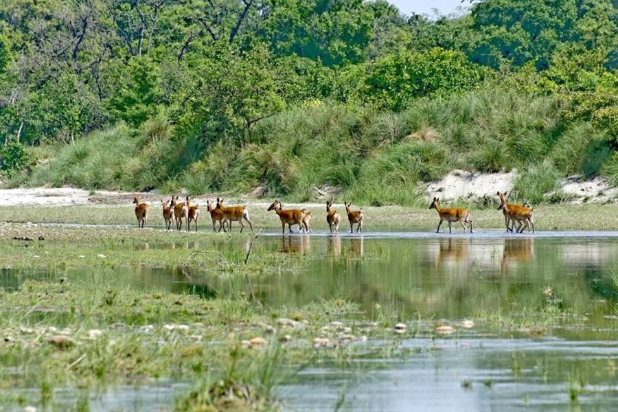 Chitwan National Park Package
